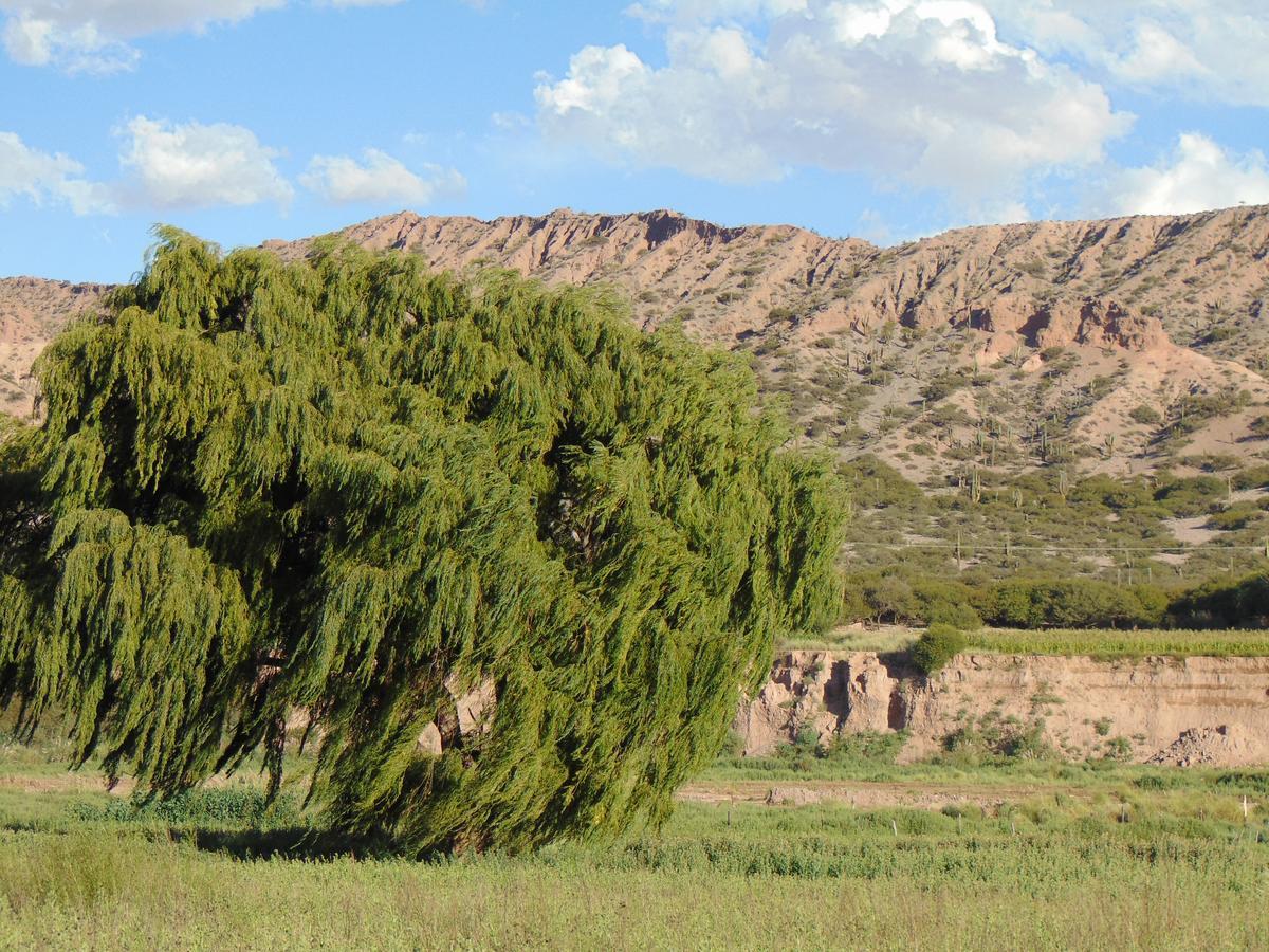 El Churqui Villa Humahuaca Bagian luar foto