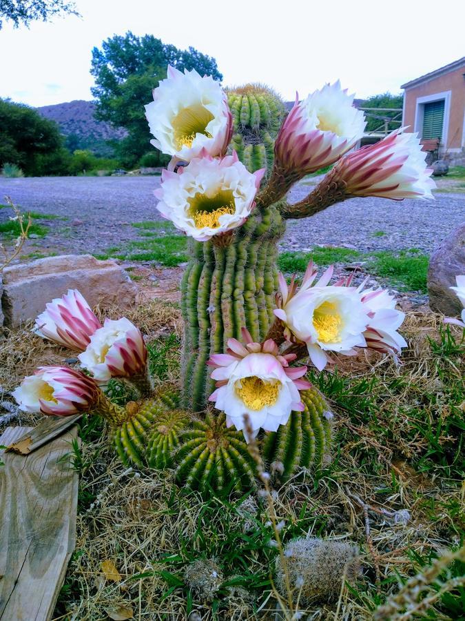 El Churqui Villa Humahuaca Bagian luar foto